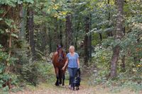 Paarden verzorging